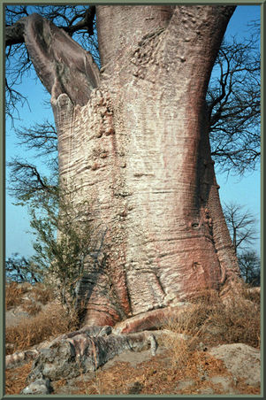 Ostafrika Baobab